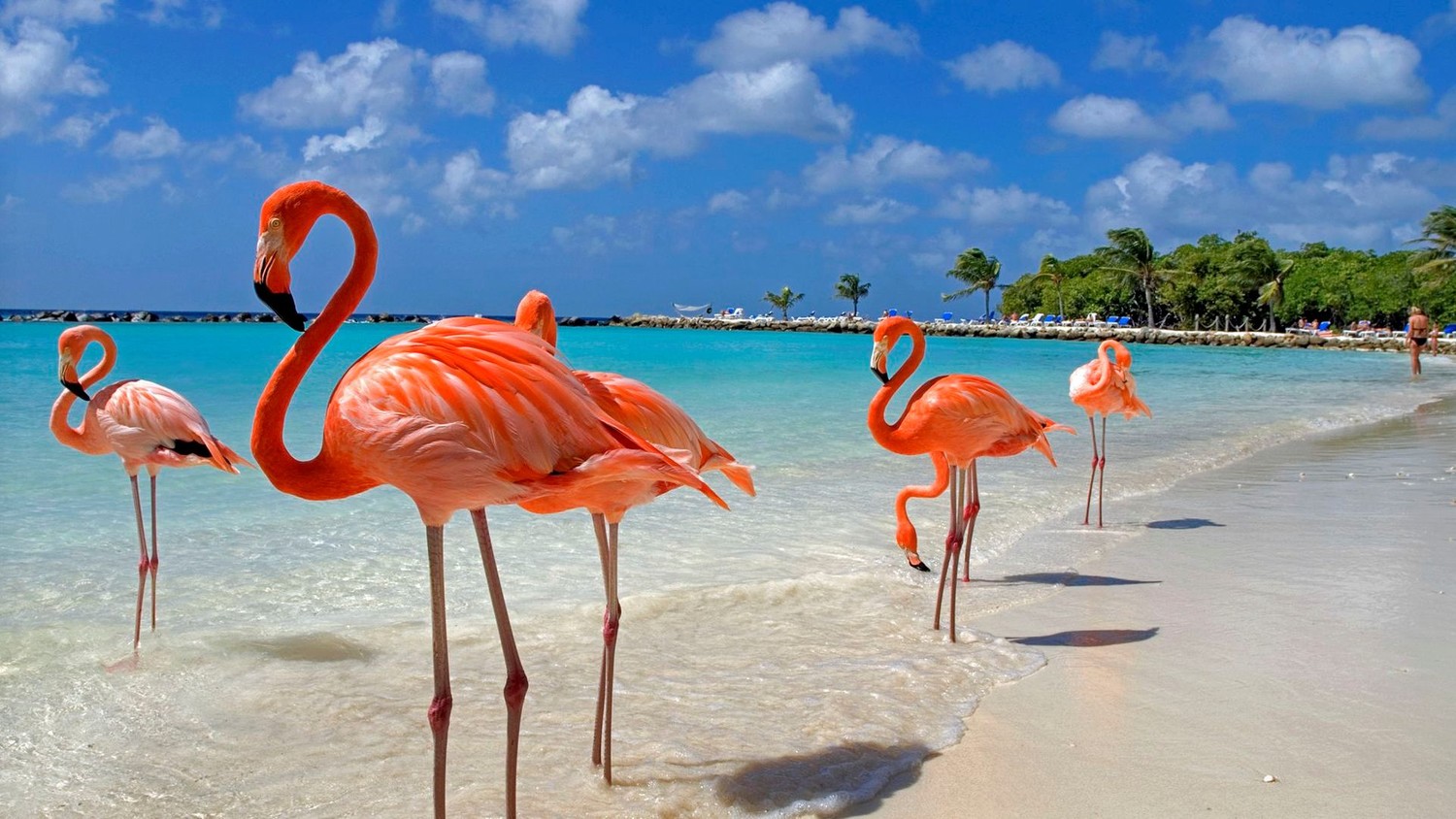 Будут ли зимой туры в Доминикану?